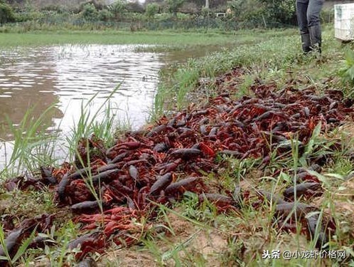 养殖虾一亩赚多少钱利润大,养殖虾一亩可赚多少钱