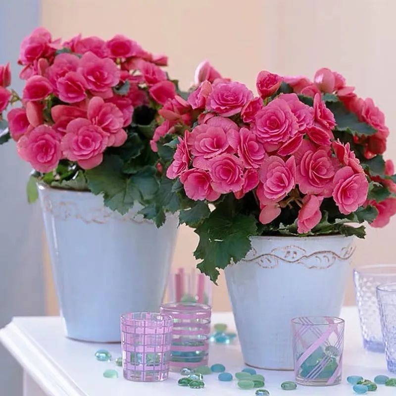 丽格海棠的养殖方法不长新枝,养好丽格海棠的几个小窍门是什么