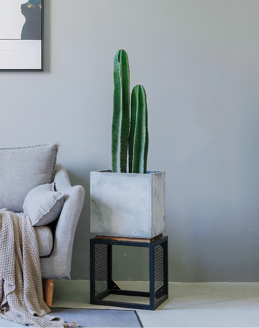 客厅最旺三种树好养,客厅最容易养的树