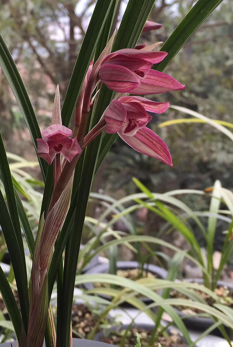 春兰蕙兰冬天出的新苗需要留吗,带花苞春兰蕙兰冬季光照