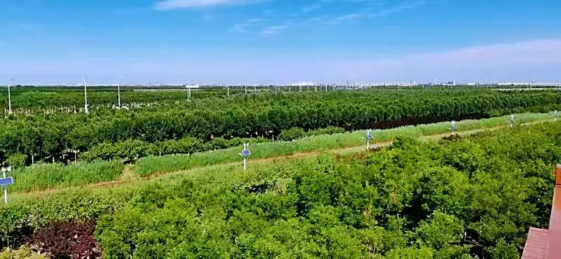 打通生态“绿脉”气象人巧手织了一张绿网