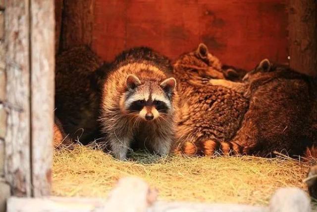 白鹿原白鹿仓景区冰雕,白鹿仓冰雕