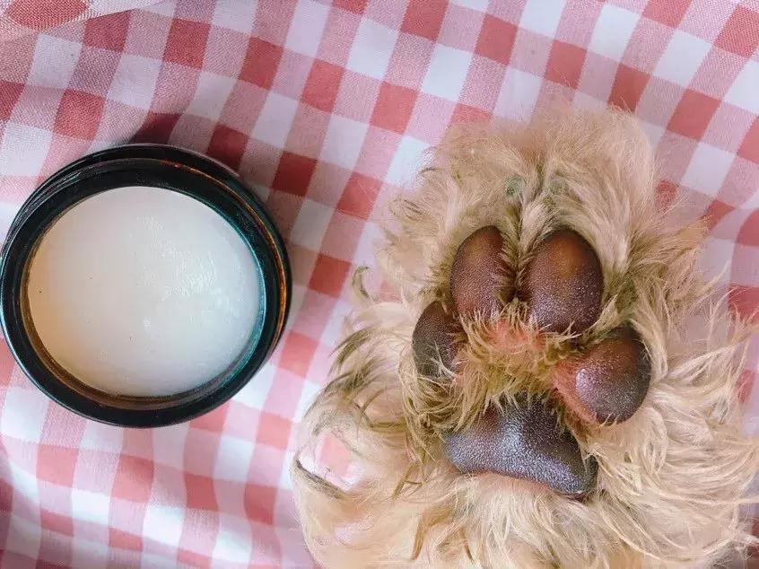 狗狗肉垫护理视频,夏季狗狗冰垫