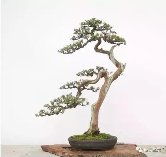 一盆盆景佳作究竟应该是怎样的,大师级盆景作品欣赏