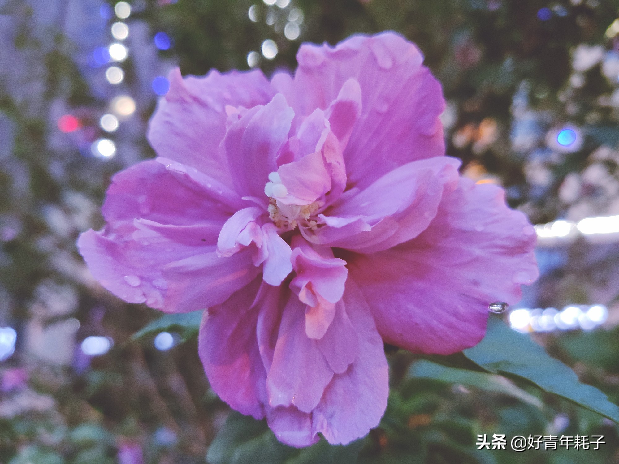 小米94800万像素拍照评测,小米cc9的相机是直出4800万吗