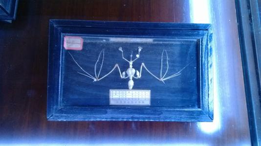 蝙蝠为什么是毒王,你知道蝙蝠为什么称得上毒王吗