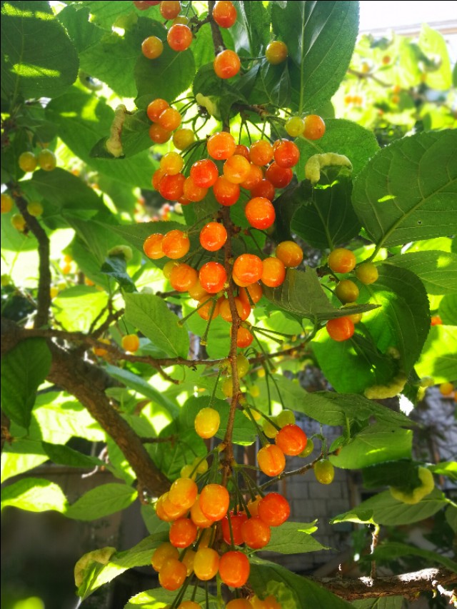 野樱桃树上面长的黑疙瘩是什么,樱桃树上面结满了樱桃图片