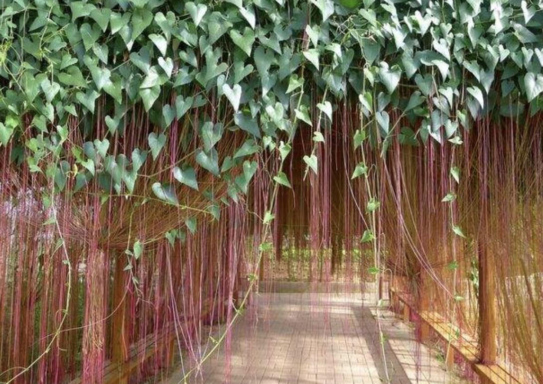 室内阳台适合养的爬墙的花,这6种花养在家里颜值高还好养活