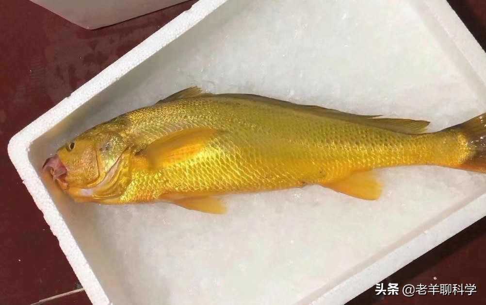 中国大黄鱼灭绝之路,东海400万尾大黄鱼放流东海