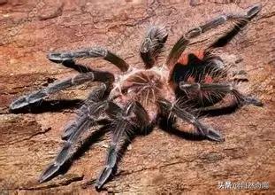 亚马逊十大凶猛植物,巴西亚马逊热带雨林动植物