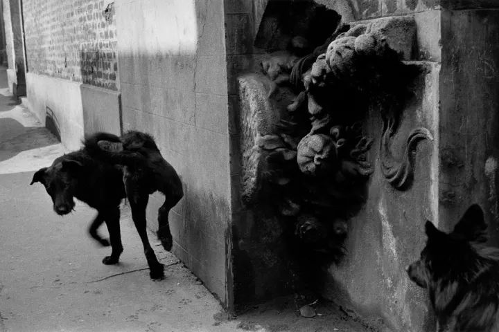 犬的记忆｜世界摄影经典