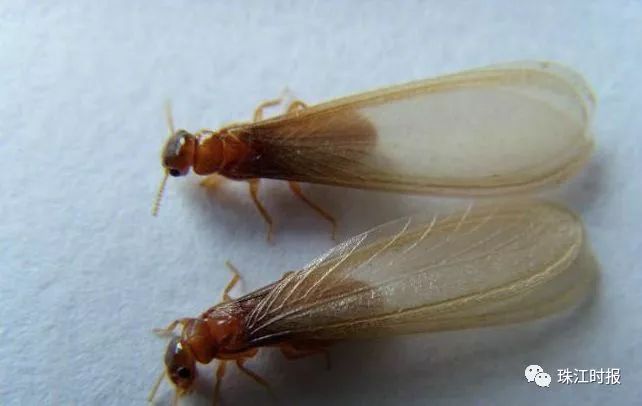 白蚁猖獗,南方有白蚁怎么消灭