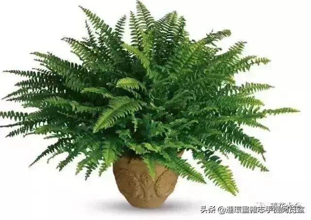 100种常见花卉植物图谱,100种花卉素描图谱