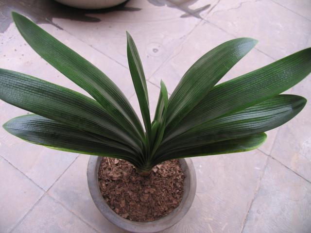 君子兰养护步骤与方法,君子兰喝了3种水疯长不停