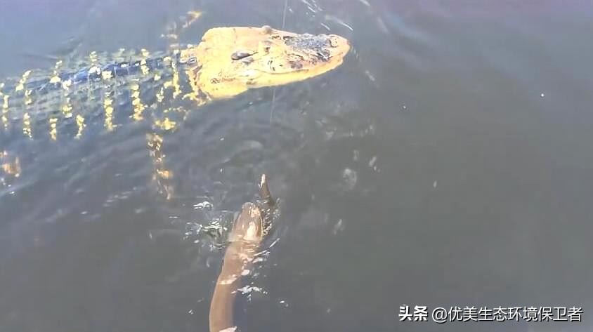 电鳗可以给手机充电吗,用电鳗给手机充电