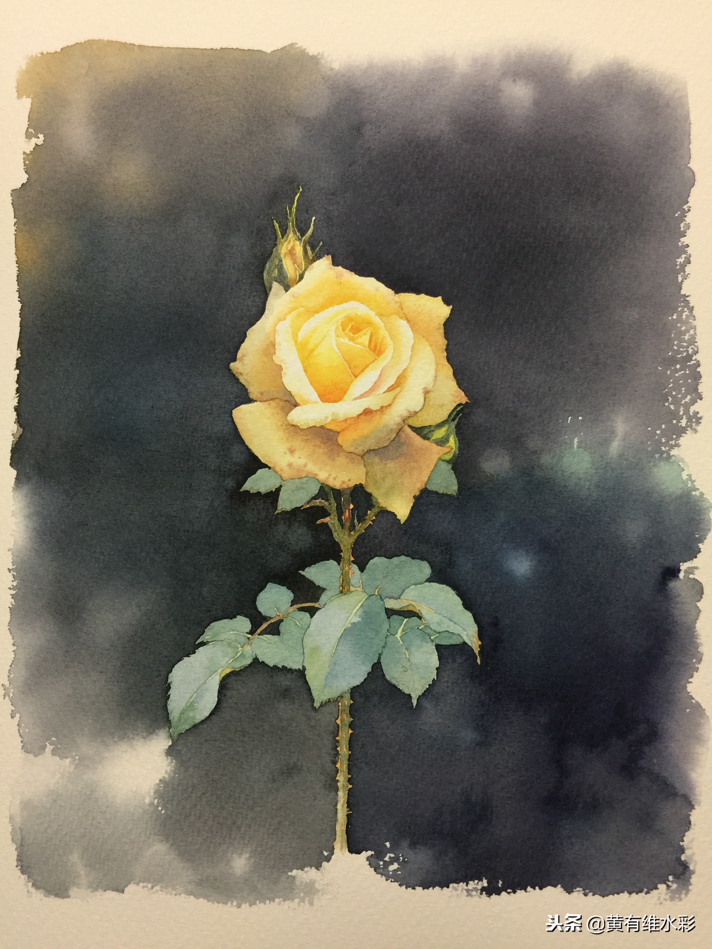 零基础入门水彩的基本画法,黄玫瑰水彩晕染