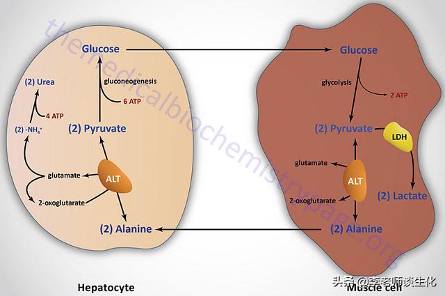 尿素和尿素氮的转化,尿素循环途径的障碍