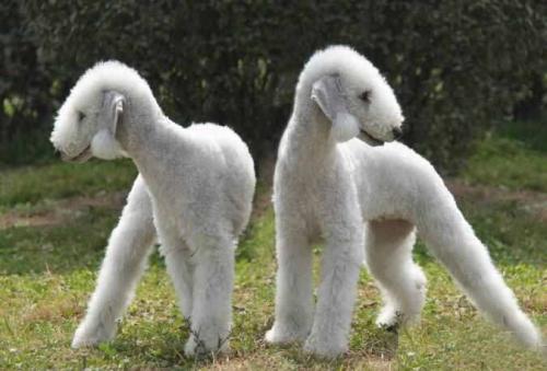 不容易掉毛无体味的小型犬,掉毛少体味小的中小型犬