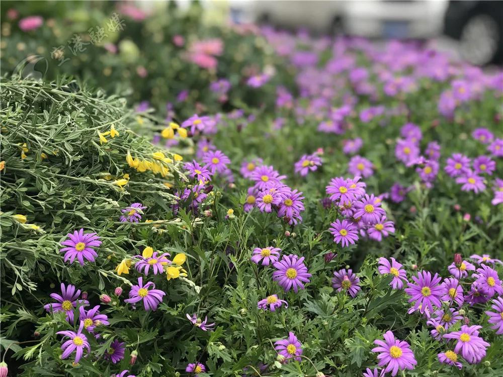 踏春赏花成都这些地方值得去看看,双流踏青赏花