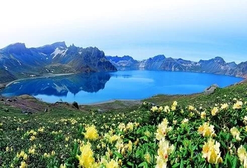 长白山地区蒲公英根质量好吗,野生蒲公英主治作用