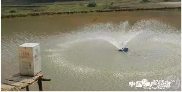 刚刚开始养殖对虾如何清理虾塘,对虾养殖ph值所折射的水质问题