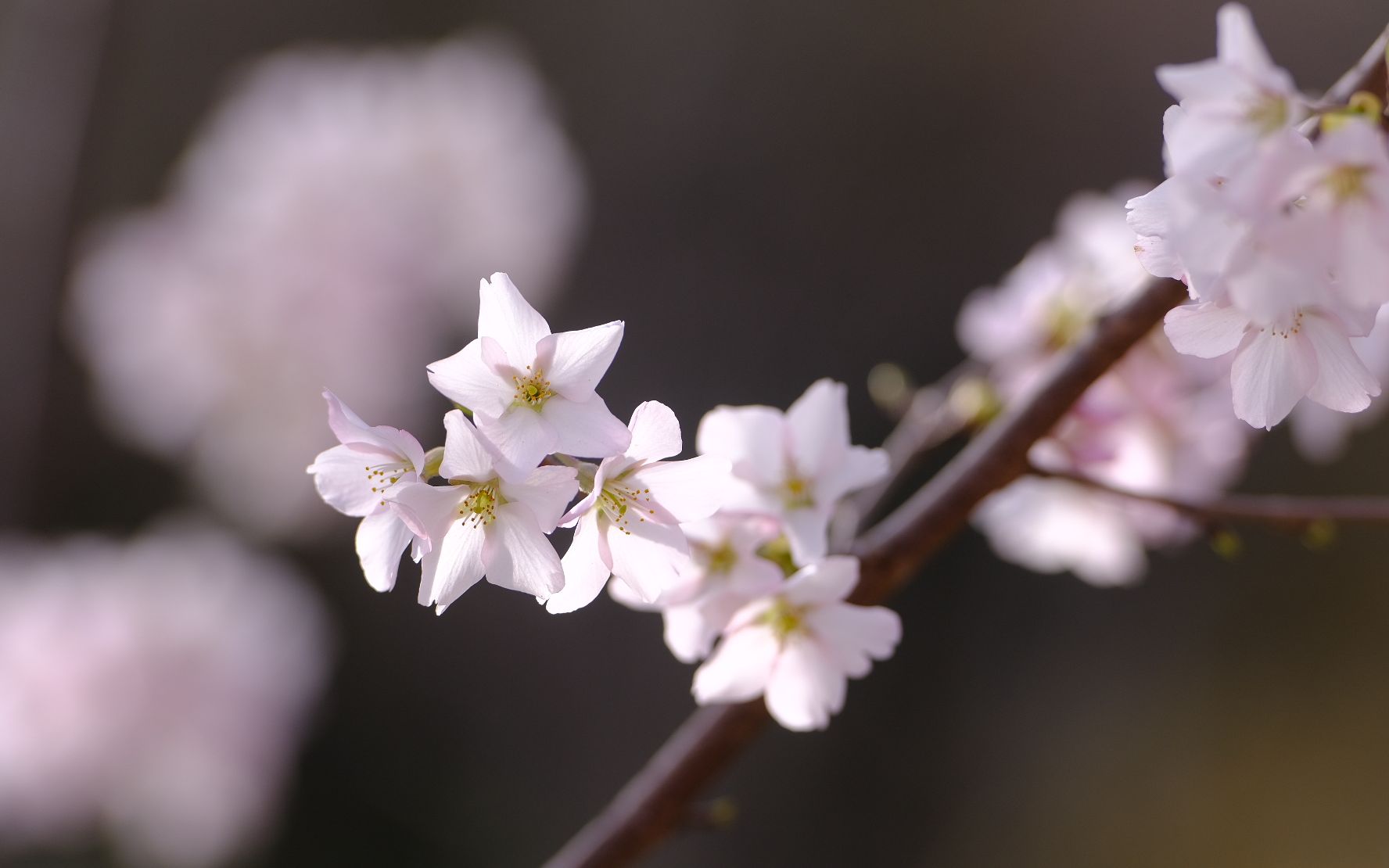 樱花与樱桃的区别,樱花与樱桃有啥区别