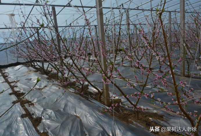 桃树开春管理视频,大棚桃花期用什么药