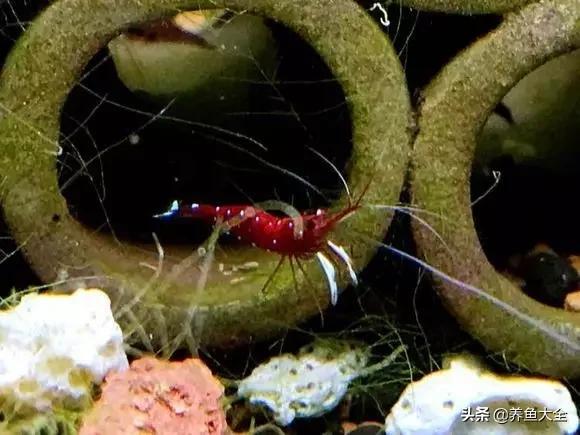 养鱼大神都养什么鱼,鱼缸养鱼都有哪些鱼