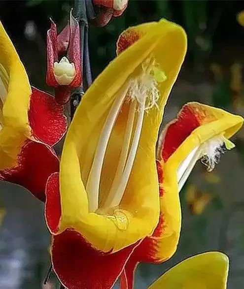 世界顶级奇花异卉,100种奇花异草图