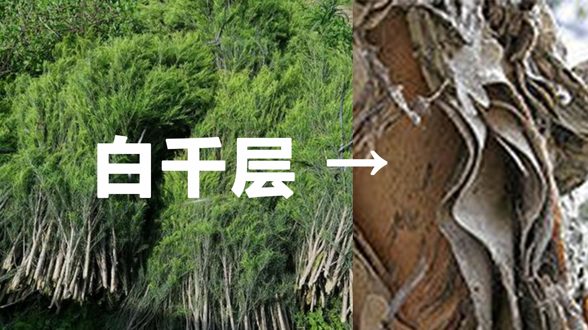 精油课堂50种精油日常用法,芳香精油课程教程