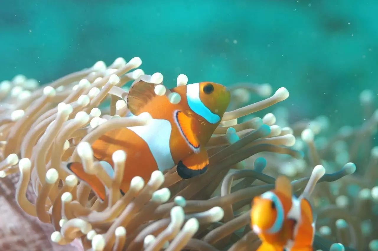 帕劳归来不看海谁说的,帕劳归来不看海