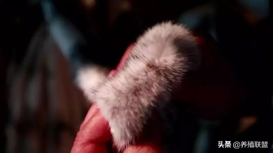 几千和几百的皮衣,一千块可以买什么档次的皮草