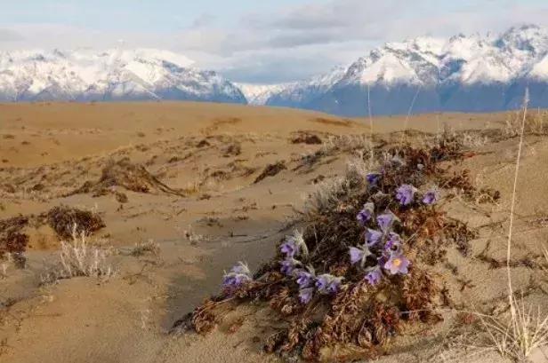 顶级翡翠玉石品种,不输翡翠的小众玉石