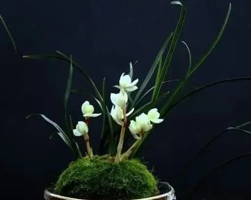 十大最贵的玫瑰花品种,世界上十大鲜花排名图片