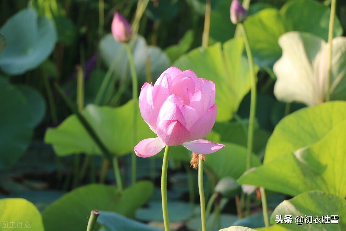 蒋捷唯美风荷两首，我爱荷花花最软，似彩凤、乱惊飞