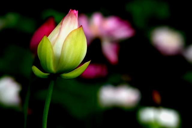 最美的荷花诗句,一起赏荷花的诗词歌赋