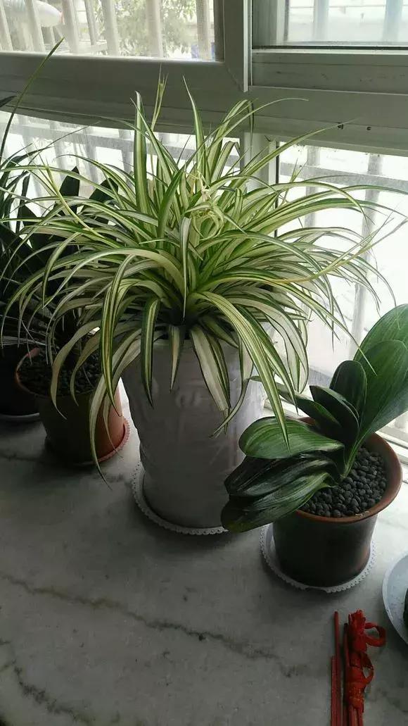 绿萝吊兰爱“吃土”，2年盆土“吃光光”，说啥也要换土！