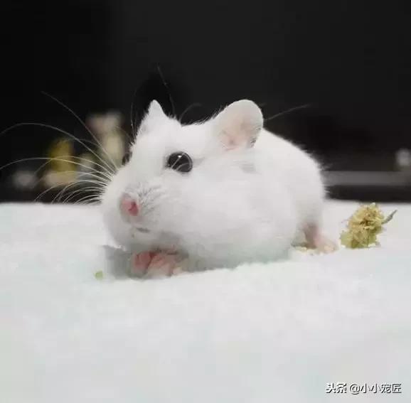 仓鼠宝宝除了喝奶还能吃什么,仓鼠除了吃鼠粮还可以吃什么