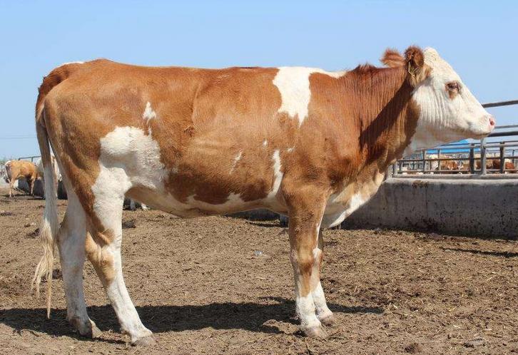 牛拉粪不成形最佳治疗方法,牛拉干粪球胀气是怎么回事