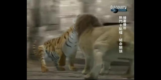 猫科动物实力排名苏门答腊虎,狮虎在猫科动物中战斗力排名第几