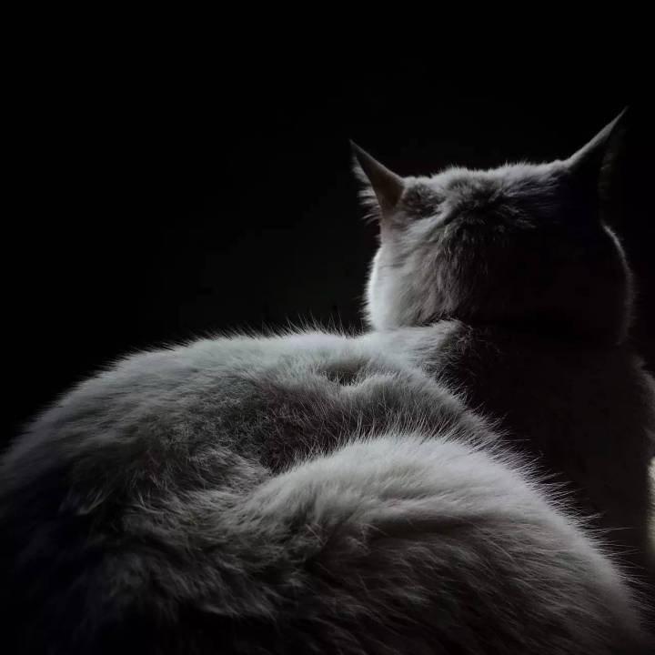 手机摄影如何发挥到极致,手机摄影从未如此简单