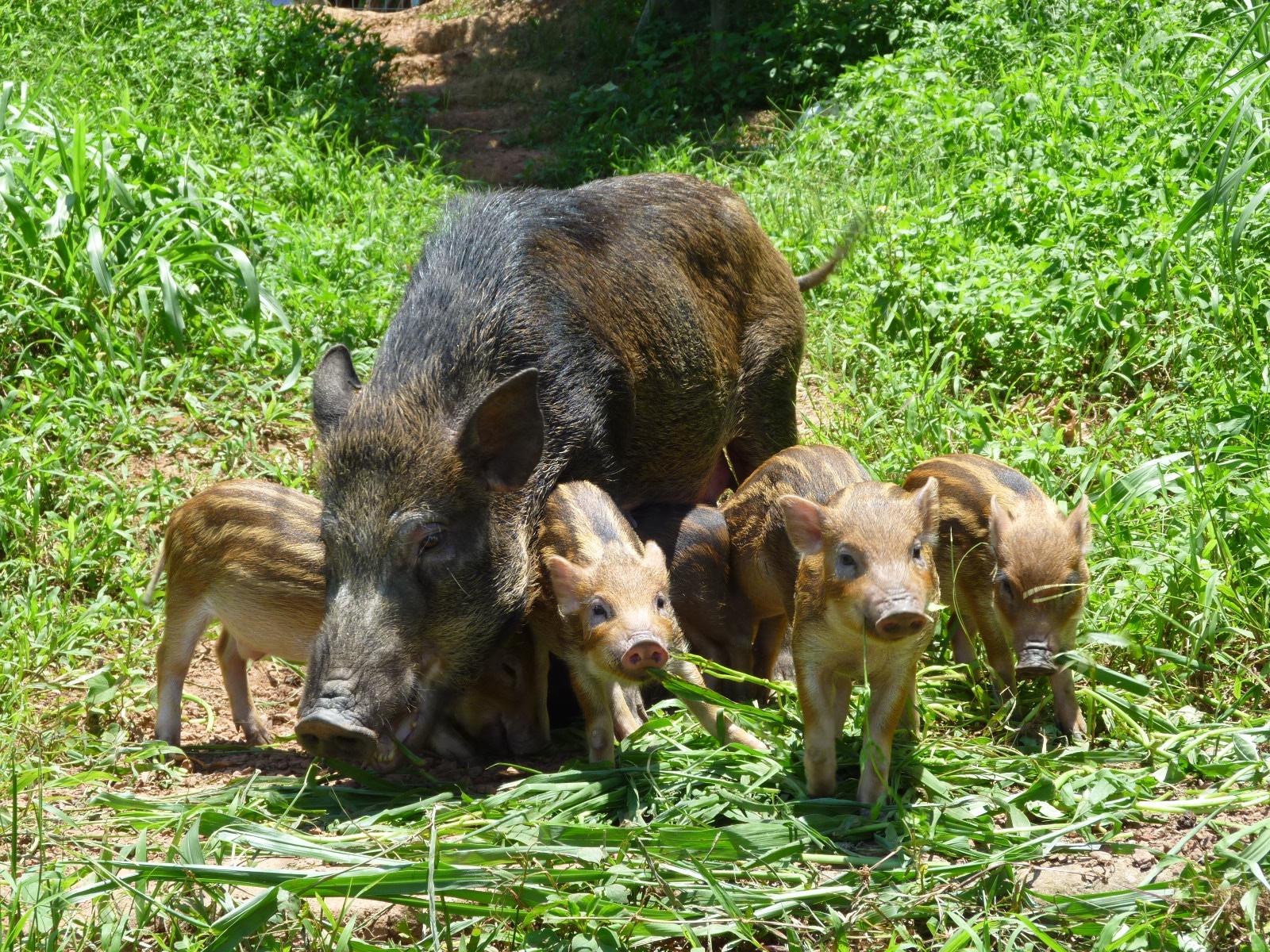 我国野猪泛滥，无虎豹下，野猪称雄，允许猎杀为何不许吃肉？