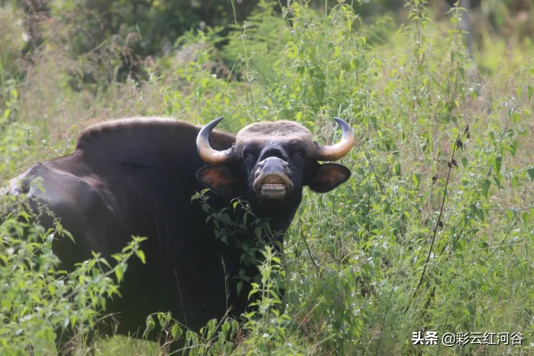 中国云南哪里好看,云南的云彩为什么好看