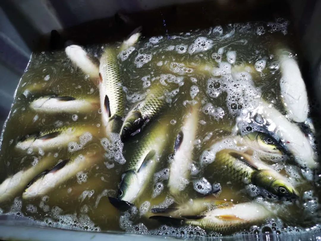 昆明排队三十年老店,昆明三十年老字号