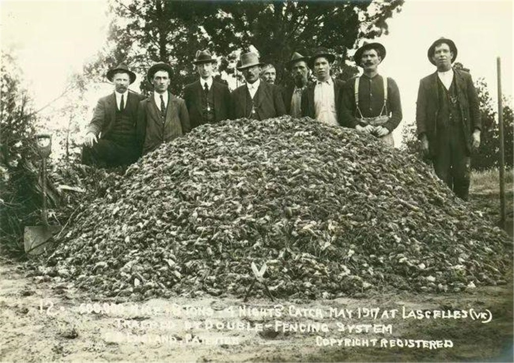 澳大利亚鼠灾到底有多可怕,澳洲鼠灾最新状况