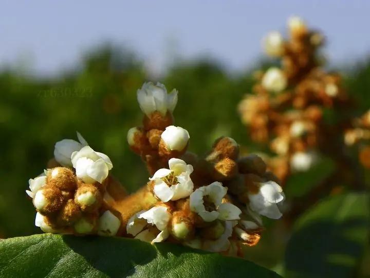 城厢区常太镇首届“壶兰耕读·云上枇杷文化节”暨第22届枇杷节来啦！快来“嗨枇”吧~