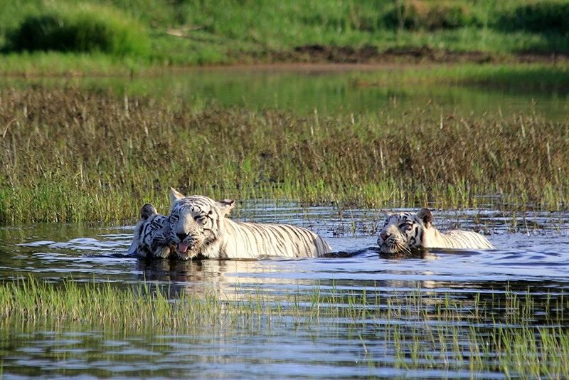 辟谣：虎入非洲*杀屠**狮群，破坏生态平衡？