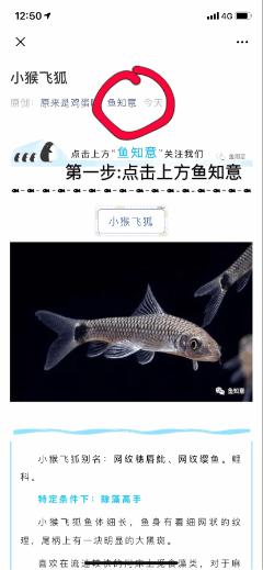 中国斗鱼圆尾和叉尾能杂交吗,圆尾斗鱼和叉尾斗鱼杂交是什么样