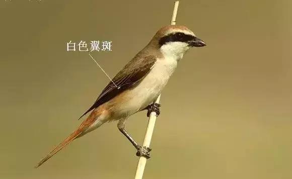 伯劳鸟饲养,没睁眼的伯劳怎样饲养