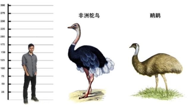 鸸鹋和鸵鸟区别,鸵鸟和鸸鹋有什么区别